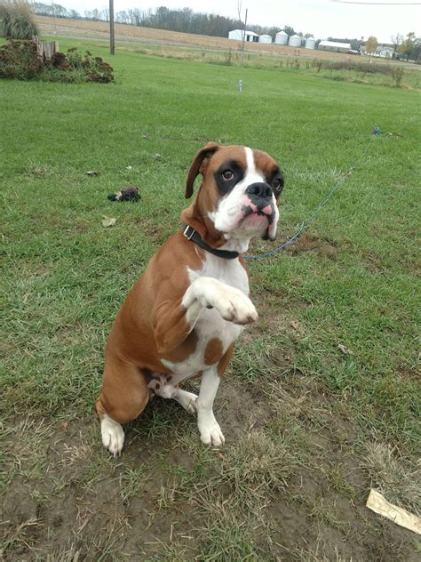 boxer puppies maine